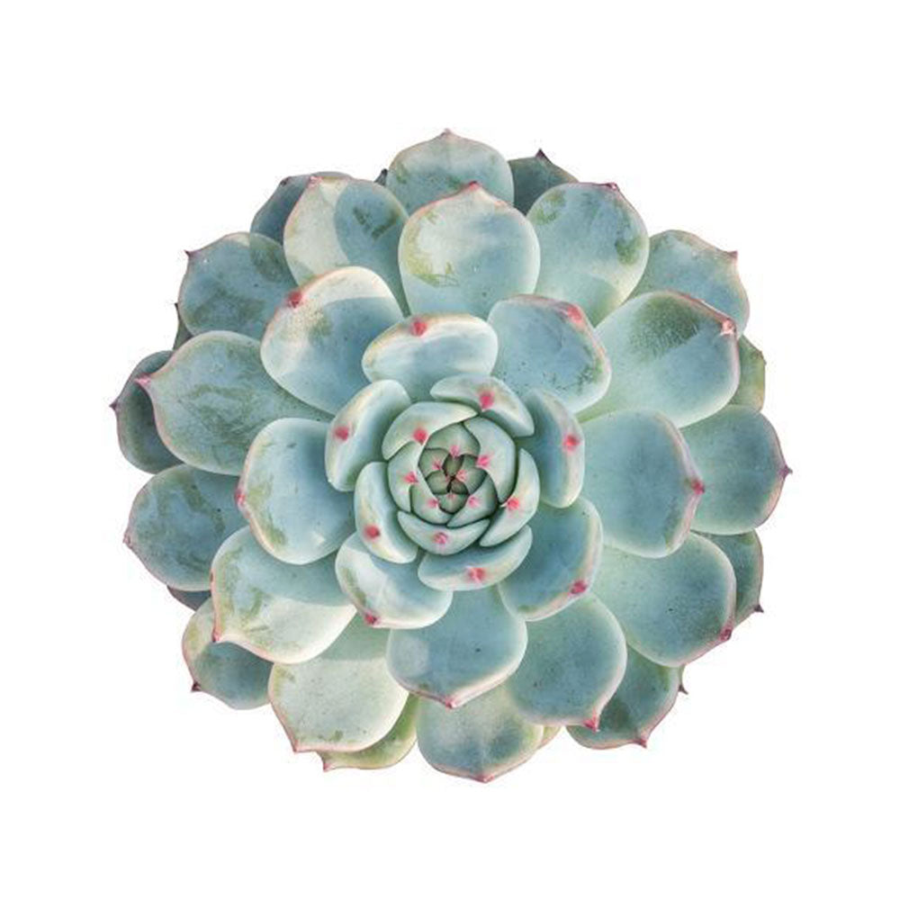 Round Aeonium Succulent