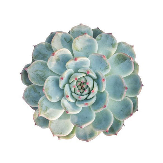 Round Aeonium Succulent